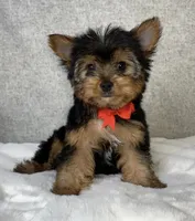 Jay Male Yorkshire Terrier, a male Yorkshire Terrier for sale in North Canton, OH – 3 of 4