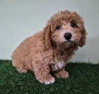 Nova, a female Poodle - Miniature  for sale in North Canton, OH – 5 of 9