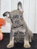 Gina Female AKC French Bulldog, a female French Bulldog for sale in North Canton, OH – 5 of 7