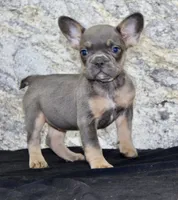 Holly Female AKC French Bulldog, a female French Bulldog for sale in North Canton, OH – 5 of 9