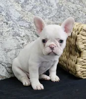 Elsa, a female French Bulldog for sale in North Canton, OH – Photo 2 of 7