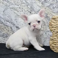 Elsa, a female French Bulldog for sale in North Canton, OH – Photo 3 of 7
