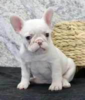 Elsa, a female French Bulldog for sale in North Canton, OH – Photo 1 of 7
