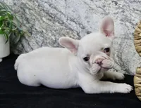 Elsa, a female French Bulldog for sale in North Canton, OH – Photo 5 of 7