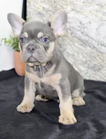 Tucker Male AKC French Bulldog, a male French Bulldog for sale in North Canton, OH – 3 of 6