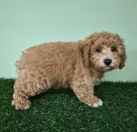 Nova, a female Poodle - Miniature  for sale in North Canton, OH – 6 of 9