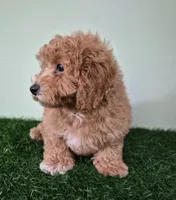 Nova, a female Poodle - Miniature  for sale in North Canton, OH – 3 of 9