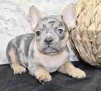 Kelly Female AKC French Bulldog, a female French Bulldog for sale in North Canton, OH – 8 of 10