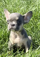 Cheri Female AKC French Bulldog, a female French Bulldog for sale in North Canton, OH – 2 of 5
