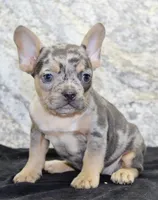 Kelly Female AKC French Bulldog, a female French Bulldog for sale in North Canton, OH – 6 of 10