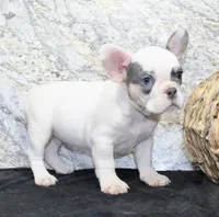 Barlow Male AKC French Bulldog, a male French Bulldog for sale in North Canton, OH – 5 of 6