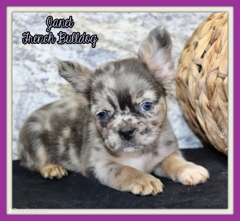 Janet Female AKC Fluffy French Bulldog – French Bulldog puppy for sale in North Canton, OH