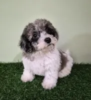 Chevelle, a female Poodle - Miniature  for sale in North Canton, OH – 3 of 10