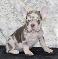 Titan Male AKC French Bulldog, a male French Bulldog for sale in North Canton, OH – 3 of 5