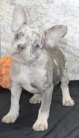 Sheila Female AKC French Bulldog, a female French Bulldog for sale in North Canton, OH – 3 of 7