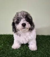 Chevelle, a female Poodle - Miniature  for sale in North Canton, OH – 2 of 10