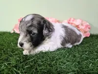 Chevelle, a female Poodle - Miniature  for sale in North Canton, OH – 4 of 6