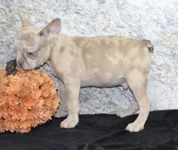 Zack Male AKC French Bulldog, a male French Bulldog for sale in North Canton, OH – 3 of 4