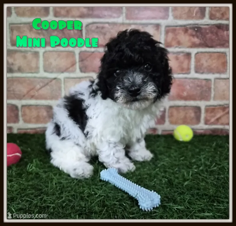 Cooper – Poodle - Miniature  puppy for sale in North Canton, OH