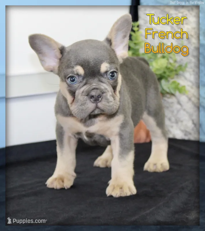 Tucker Male AKC French Bulldog – French Bulldog puppy for sale in North Canton, OH