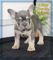 Tucker Male AKC French Bulldog, a male French Bulldog for sale in North Canton, OH – 1 of 6