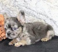 Janet Female AKC Fluffy French Bulldog, a female French Bulldog for sale in North Canton, OH – 7 of 10