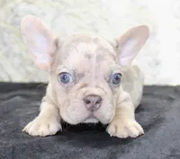 Maxx Male AKC French Bulldog, a male French Bulldog for sale in North Canton, OH – 3 of 3