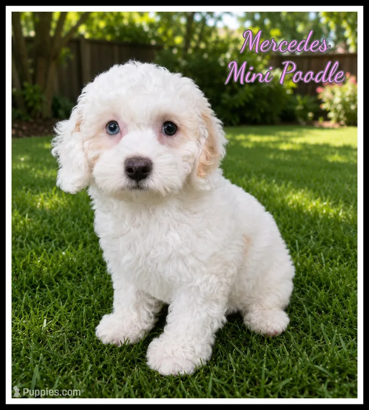 Mercedes – Poodle - Miniature  puppy for sale in North Canton, OH