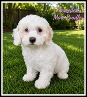 Mercedes, a female Poodle - Miniature  for sale in North Canton, OH – 1 of 10