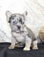 Janet Female AKC Fluffy French Bulldog, a female French Bulldog for sale in North Canton, OH – 6 of 10
