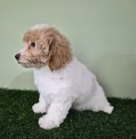 Ferrari, a male Poodle - Miniature  for sale in North Canton, OH – 4 of 8