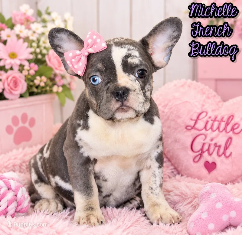 Michelle Female AKC French Bulldog – French Bulldog puppy for sale in North Canton, OH