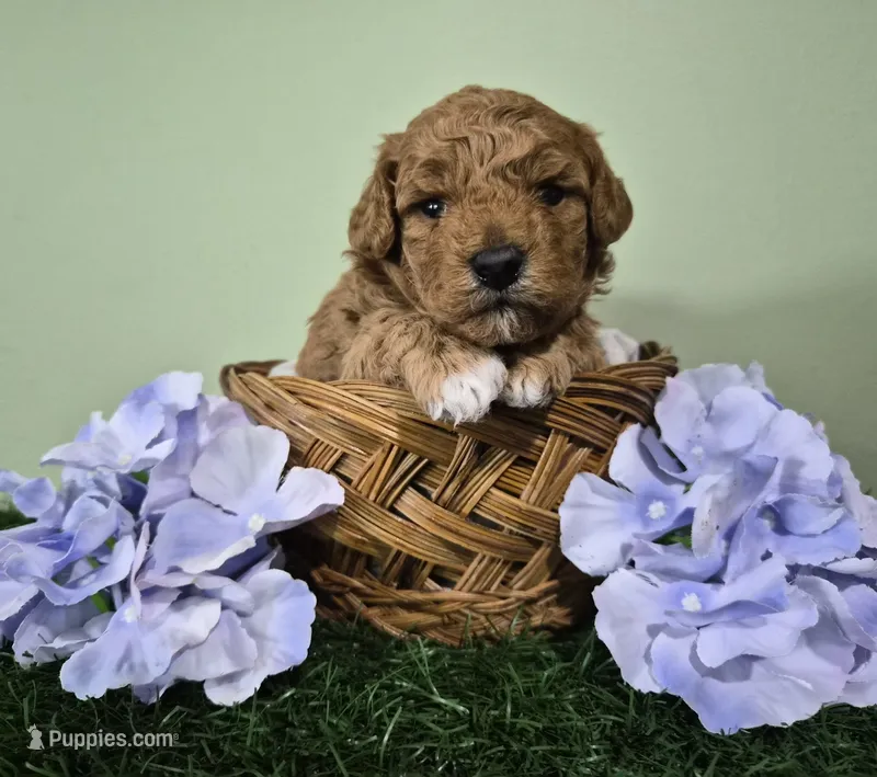 Nova – Poodle - Miniature  puppy for sale in North Canton, OH