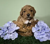 Nova, a female Poodle - Miniature  for sale in North Canton, OH – 1 of 5