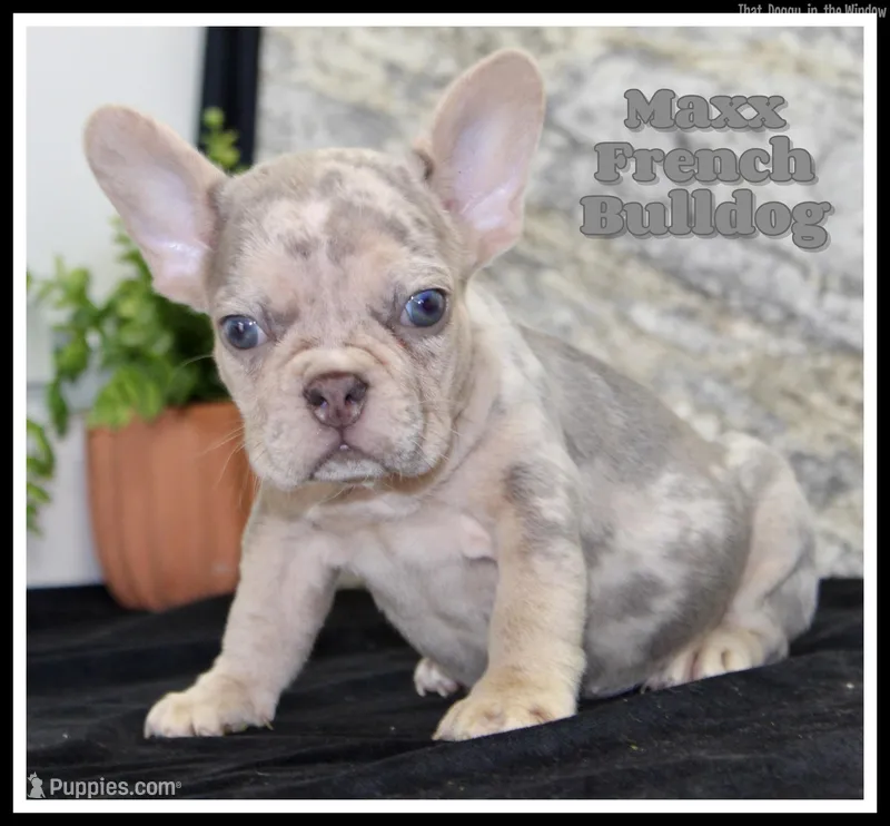 Maxx Male AKC French Bulldog – French Bulldog puppy for sale in North Canton, OH