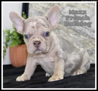 Maxx Male AKC French Bulldog, a male French Bulldog for sale in North Canton, OH – 1 of 3
