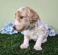 Ferrari, a male Poodle - Miniature  for sale in North Canton, OH – 3 of 6