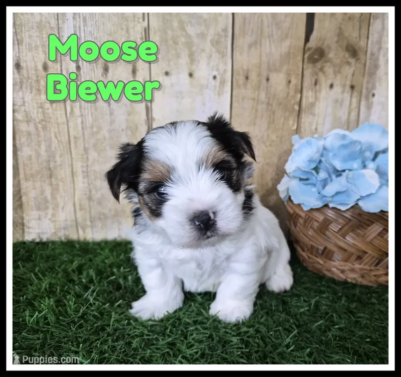 Moose – Biewer puppy for sale in North Canton, OH