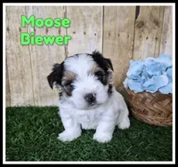 Moose, a male Biewer for sale in North Canton, OH – 1 of 10