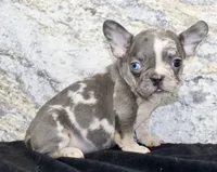 Michelle Female AKC French Bulldog, a female French Bulldog for sale in North Canton, OH – 6 of 6