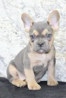 Jewel Female AKC French Bulldog, a female French Bulldog for sale in North Canton, OH – 7 of 10