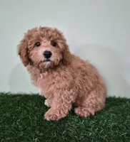 Nova, a female Poodle - Miniature  for sale in North Canton, OH – 4 of 9