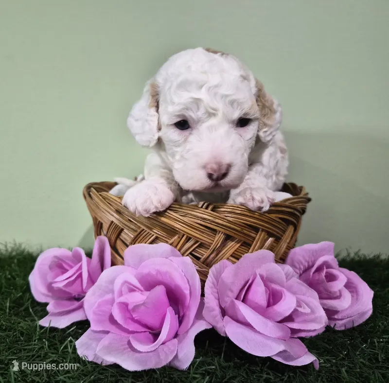 Mercedes – Poodle - Miniature  puppy for sale in North Canton, OH