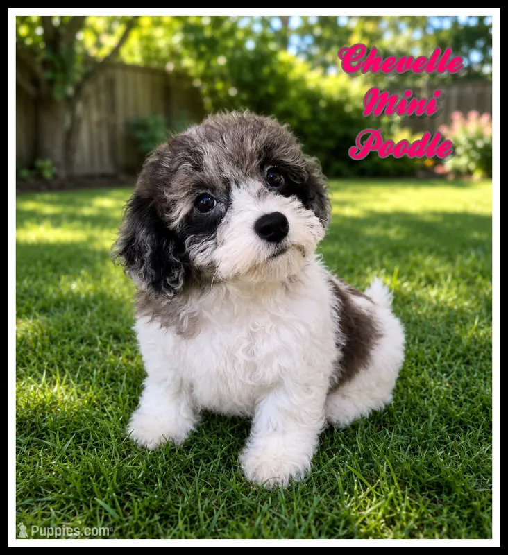 Chevelle – Poodle - Miniature  puppy for sale in North Canton, OH
