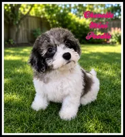 Chevelle, a female Poodle - Miniature  for sale in North Canton, OH – 1 of 10