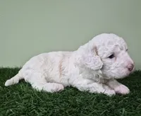 Mercedes, a female Poodle - Miniature  for sale in North Canton, OH – 5 of 6