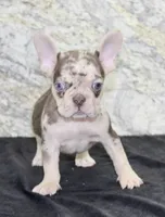 Titan Male AKC French Bulldog, a male French Bulldog for sale in North Canton, OH – 2 of 5
