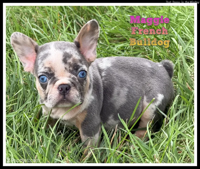 Maggie Female AKC French Bulldog – French Bulldog puppy for sale in North Canton, OH