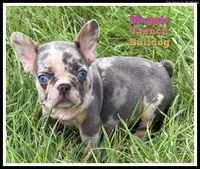 Maggie Female AKC French Bulldog, a female French Bulldog for sale in North Canton, OH – 1 of 5