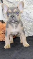 Jewel Female AKC French Bulldog, a female French Bulldog for sale in North Canton, OH – 2 of 10